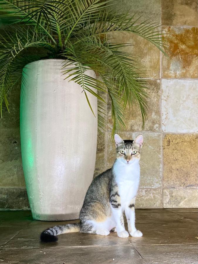 Villa Corsica Prea Εξωτερικό φωτογραφία